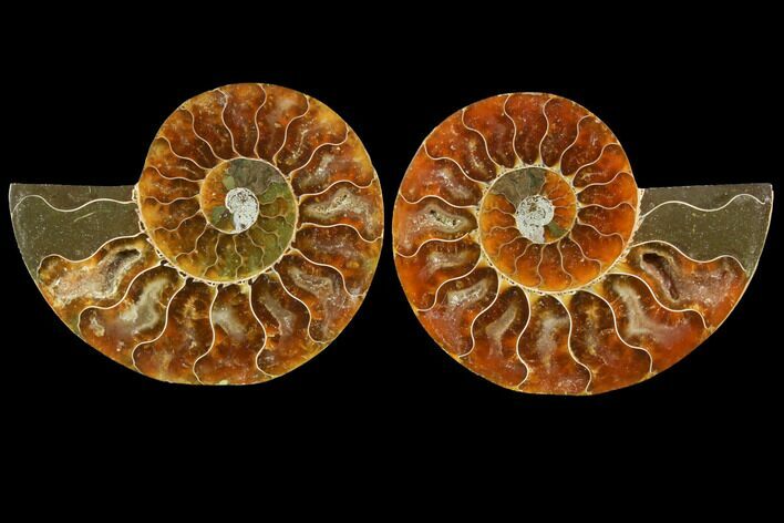 Sliced Ammonite Fossil - Agatized #116792